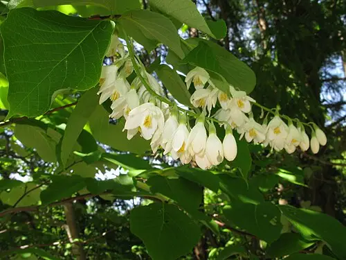 쪽동백나무 (Styrax obassia)