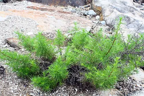 나문재 (Suaeda glauca)
