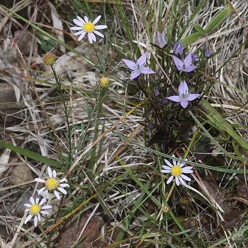자주쓴풀 (Swertia pseudochinensis)