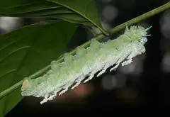 마호가니