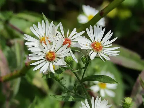 미국쑥부쟁이 (Symphyotrichum pilosum)