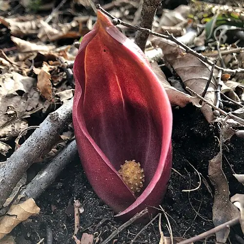 앉은부채 (Symplocarpus renifolius)