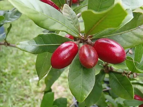 미라클프루트 (Synsepalum dulcificum)