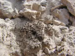 사막이끼 (Syntrichia caninervis)