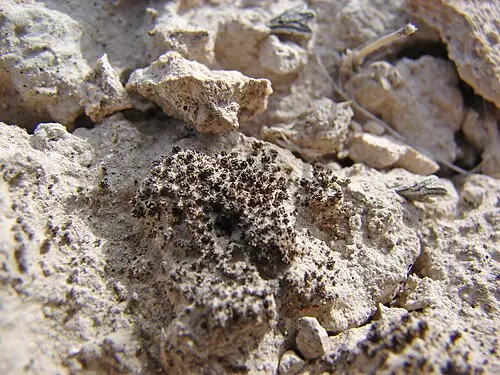 사막이끼 (Syntrichia caninervis)