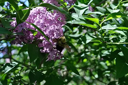 수수꽃다리 (Syringa oblata)