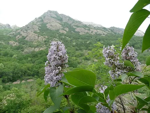 라일락 (Syringa vulgaris)