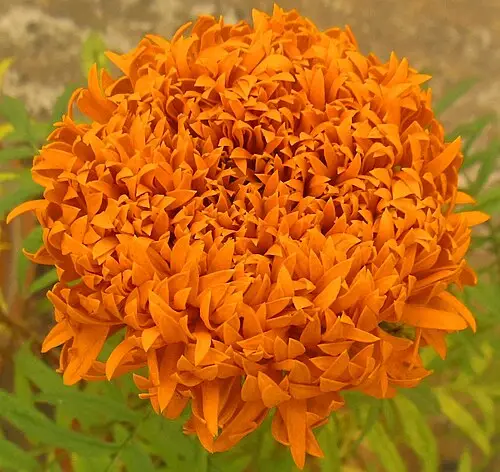 천수국 (Tagetes erecta)