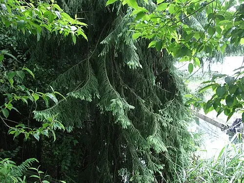 타이와니아 (Taiwania cryptomerioides)