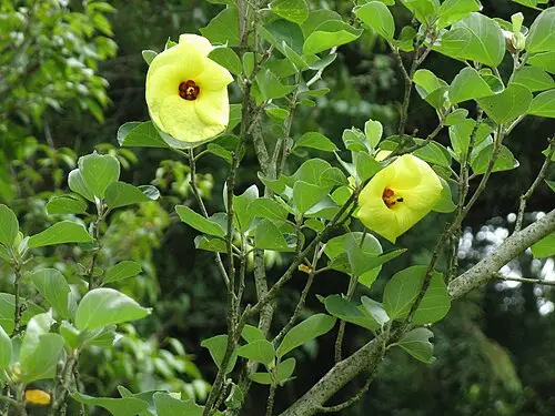 황근 (Talipariti hamabo)