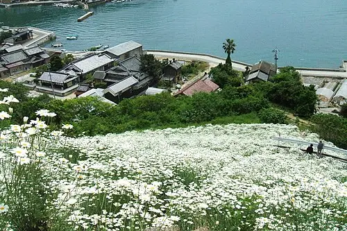 제충국 (Tanacetum cinerariifolium)