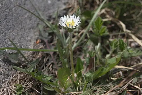 흰민들레 (Taraxacum coreanum)