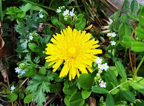 민들레 (Taraxacum platycarpum)