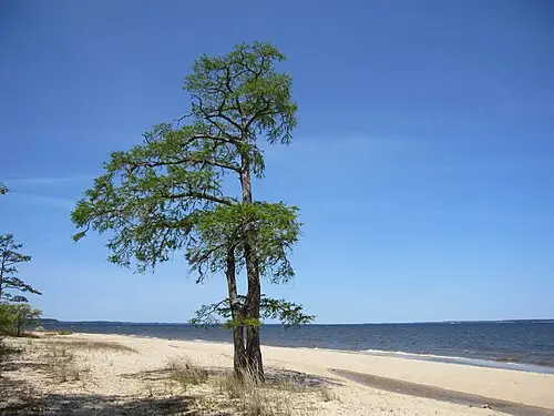 낙우송 (Taxodium distichum)