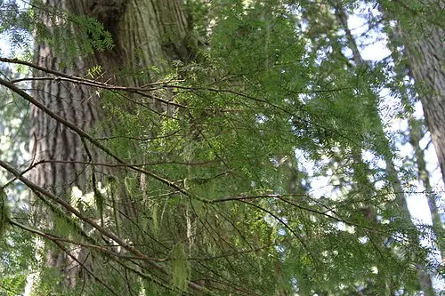태평양주목 (Taxus brevifolia)