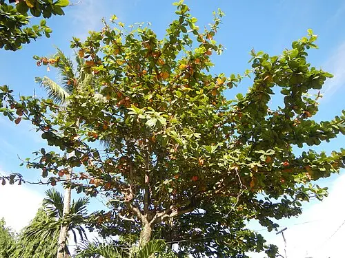 인도아몬드 (Terminalia catappa)