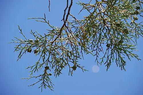 산다락나무 (Tetraclinis articulata)