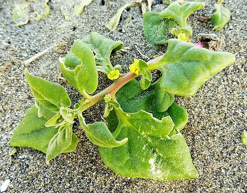번행초 (Tetragonia tetragonoides)
