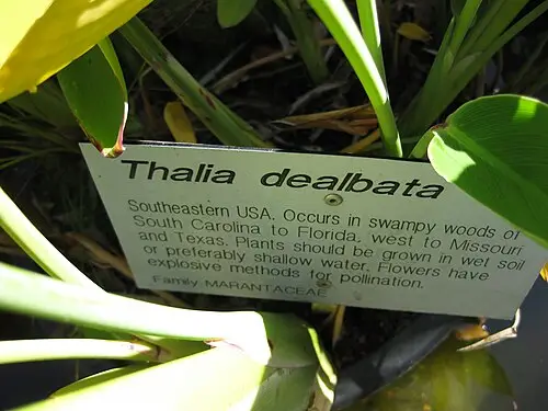 물칸나 (Thalia dealbata)