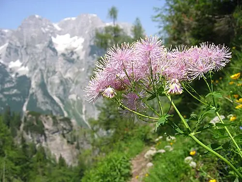 꿩의다리 (Thalictrum aquilegiifolium)