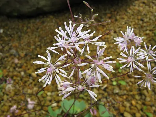 연잎꿩의다리 (Thalictrum coreanum)