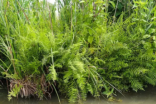 처녀고사리 (Thelypteris palustris)