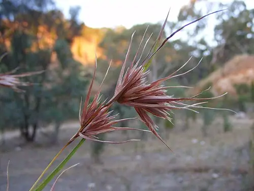 솔새 (Themeda triandra)