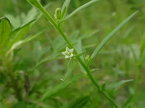 제비꿀 (Thesium chinense)