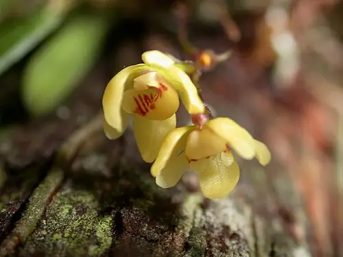 비자란 (Thrixspermum japonicum)