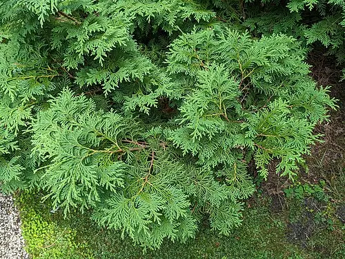 눈측백 (Thuja koraiensis)
