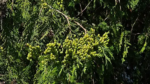서양측백 (Thuja occidentalis)
