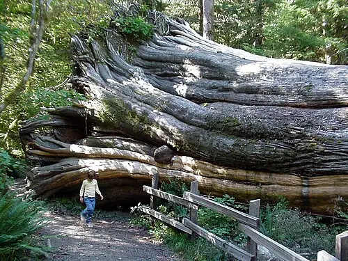 투야 플리카타 (Thuja plicata)