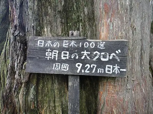 일본측백나무 (Thuja standishii)
