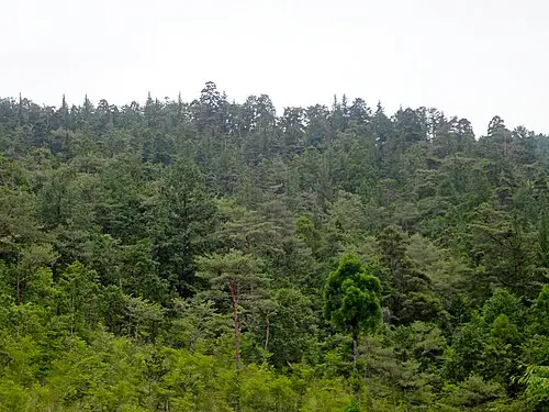 나한백 (Thujopsis dolabrata)