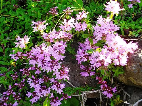 백리향 (Thymus quinquecostatus)