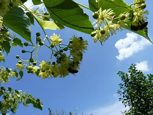 피나무 (Tilia amurensis)