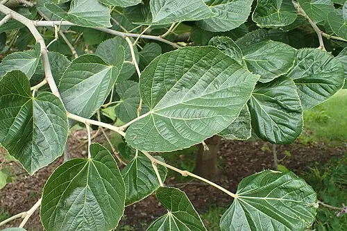 찰피나무 (Tilia mandshurica)