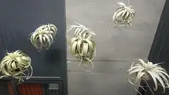 틸란드시아 크세로그라피카