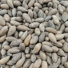 중국비자나무