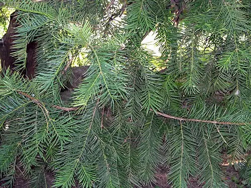 비자나무 (Torreya nucifera)