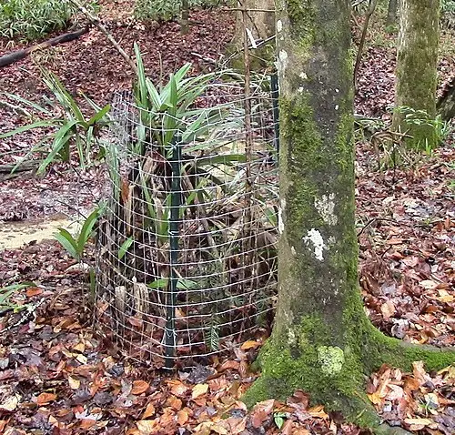 플로리다비자나무 (Torreya taxifolia)
