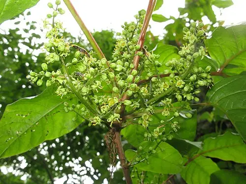 덩굴옻나무 (Toxicodendron orientale)