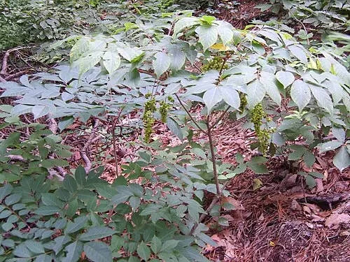 개옻나무 (Toxicodendron trichocarpum)
