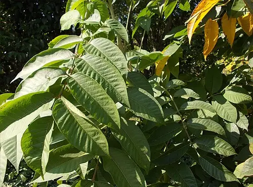 옻나무 (Toxicodendron vernicifluum)