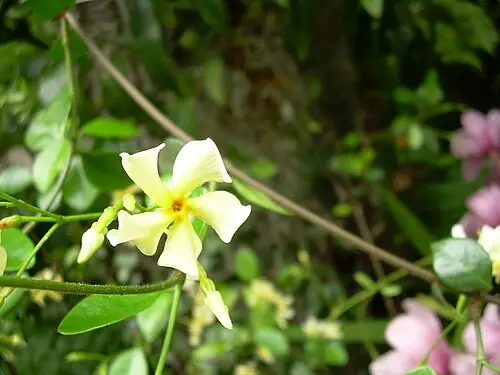 마삭줄 (Trachelospermum asiaticum)
