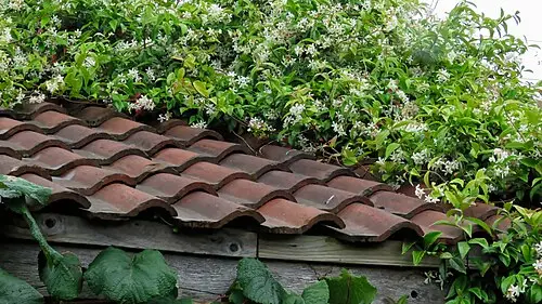 털마삭줄 (Trachelospermum jasminoides)