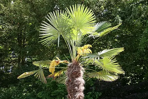 종려나무 (Trachycarpus fortunei)