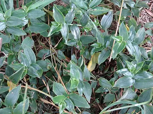 얼룩닭의장풀 (Tradescantia fluminensis)