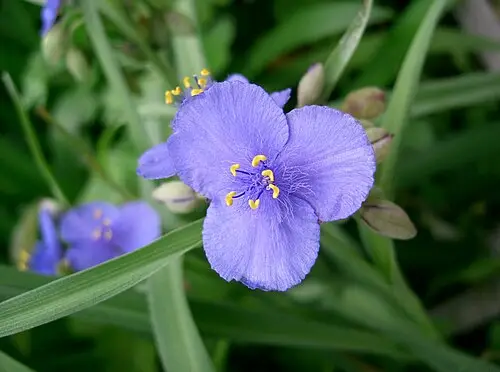 자주달개비 (Tradescantia ohiensis)