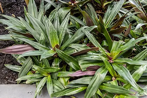 자주만년청 (Tradescantia spathacea)